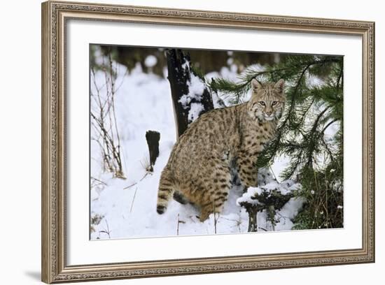 Bobcat-null-Framed Photographic Print