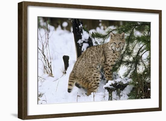 Bobcat-null-Framed Photographic Print