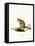 Bobcat-null-Framed Premier Image Canvas