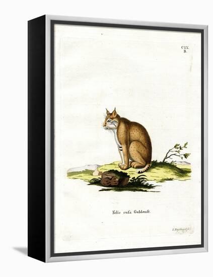 Bobcat-null-Framed Premier Image Canvas