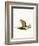 Bobcat-null-Framed Giclee Print