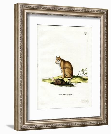 Bobcat-null-Framed Giclee Print