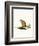 Bobcat-null-Framed Giclee Print