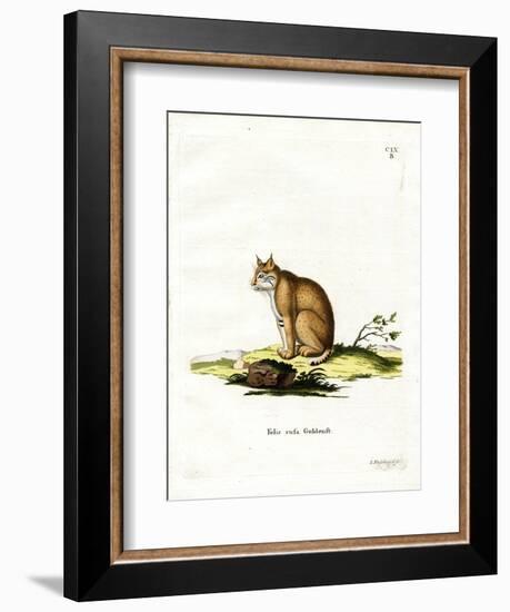 Bobcat-null-Framed Giclee Print