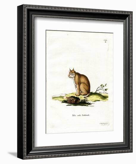 Bobcat-null-Framed Giclee Print