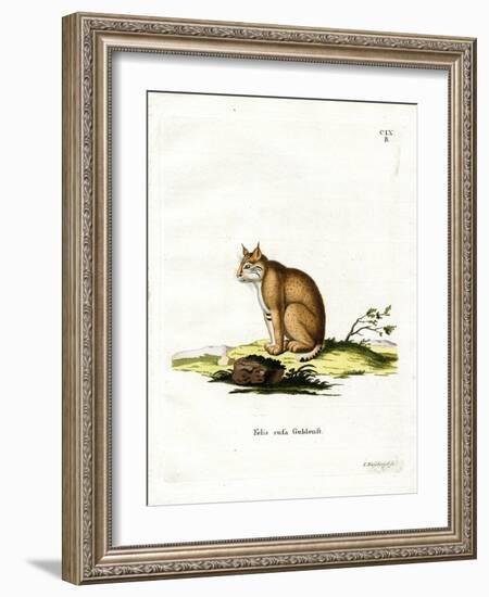 Bobcat-null-Framed Giclee Print