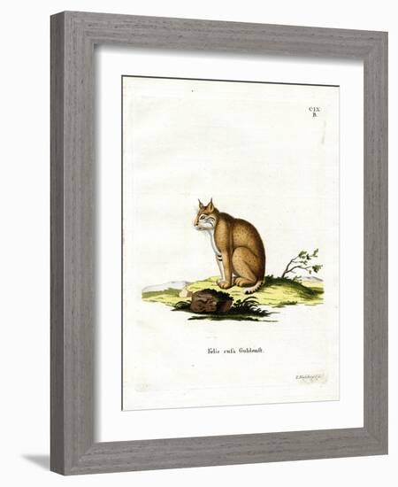 Bobcat-null-Framed Giclee Print