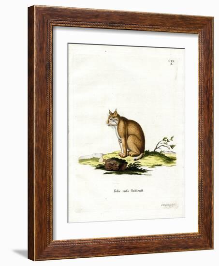 Bobcat-null-Framed Giclee Print