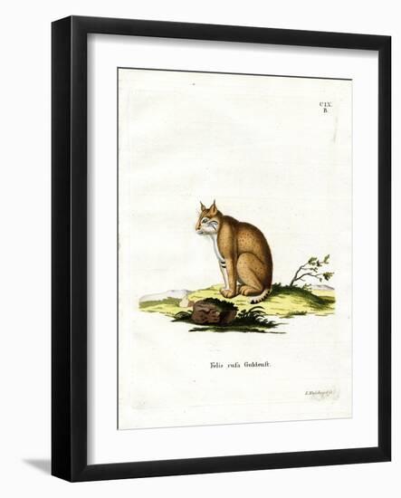 Bobcat-null-Framed Giclee Print