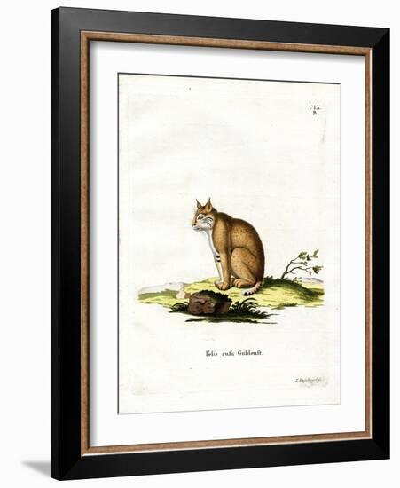 Bobcat-null-Framed Giclee Print