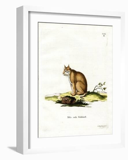 Bobcat-null-Framed Giclee Print