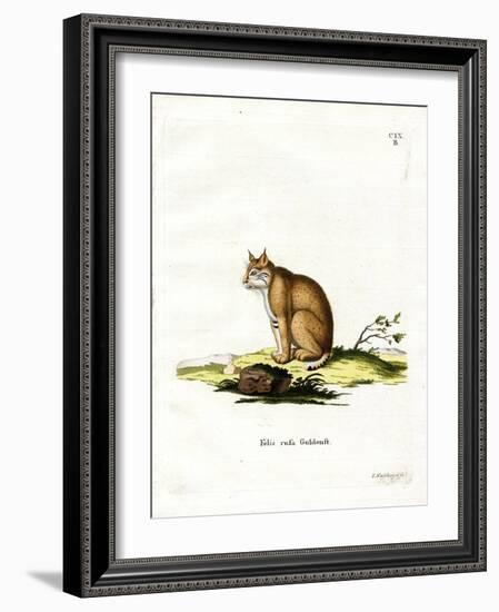 Bobcat-null-Framed Giclee Print