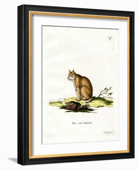 Bobcat-null-Framed Giclee Print