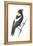 Bobolink (Dolichonyx Oryzivorus), Birds-Encyclopaedia Britannica-Framed Stretched Canvas