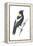 Bobolink (Dolichonyx Oryzivorus), Birds-Encyclopaedia Britannica-Framed Stretched Canvas