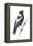 Bobolink (Dolichonyx Oryzivorus), Birds-Encyclopaedia Britannica-Framed Stretched Canvas