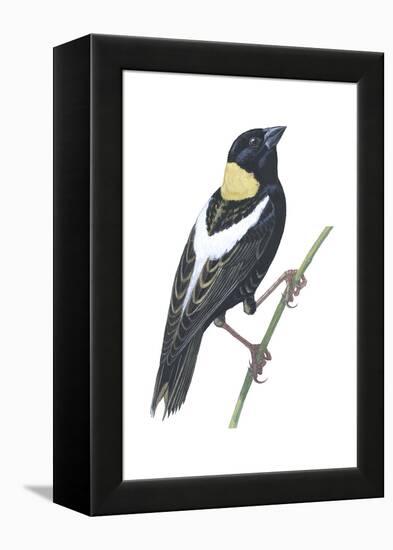 Bobolink (Dolichonyx Oryzivorus), Birds-Encyclopaedia Britannica-Framed Stretched Canvas