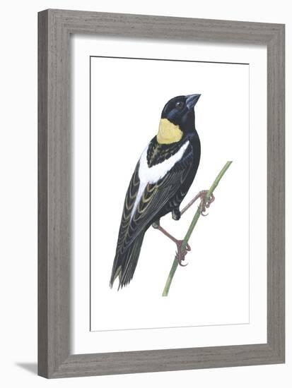 Bobolink (Dolichonyx Oryzivorus), Birds-Encyclopaedia Britannica-Framed Art Print