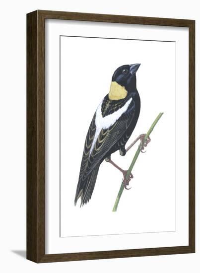 Bobolink (Dolichonyx Oryzivorus), Birds-Encyclopaedia Britannica-Framed Art Print