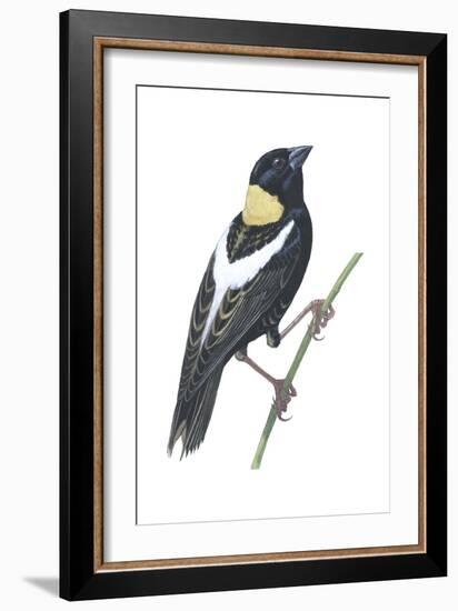 Bobolink (Dolichonyx Oryzivorus), Birds-Encyclopaedia Britannica-Framed Art Print