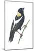 Bobolink (Dolichonyx Oryzivorus), Birds-Encyclopaedia Britannica-Mounted Art Print