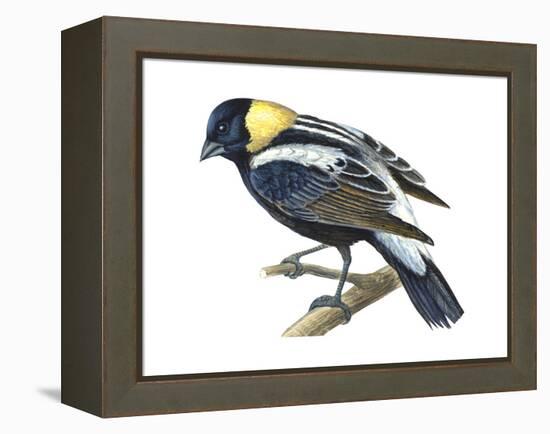 Bobolink (Dolochonyx Oryzivorus), Birds-Encyclopaedia Britannica-Framed Stretched Canvas