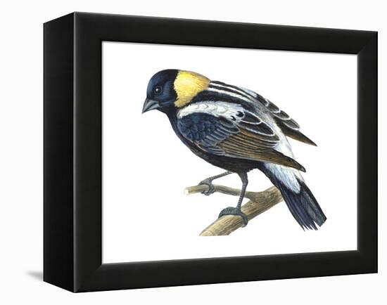 Bobolink (Dolochonyx Oryzivorus), Birds-Encyclopaedia Britannica-Framed Stretched Canvas