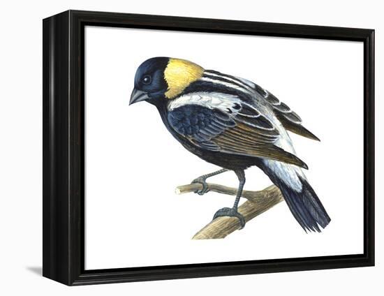 Bobolink (Dolochonyx Oryzivorus), Birds-Encyclopaedia Britannica-Framed Stretched Canvas