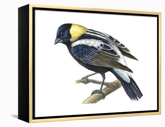 Bobolink (Dolochonyx Oryzivorus), Birds-Encyclopaedia Britannica-Framed Stretched Canvas