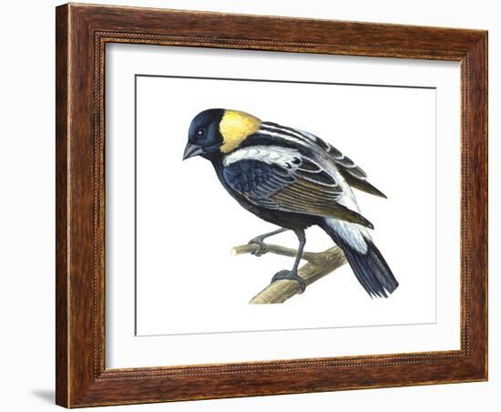 Bobolink (Dolochonyx Oryzivorus), Birds-Encyclopaedia Britannica-Framed Art Print