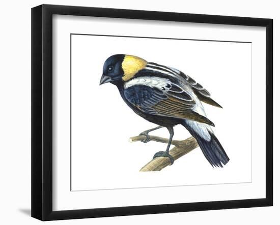 Bobolink (Dolochonyx Oryzivorus), Birds-Encyclopaedia Britannica-Framed Art Print