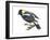 Bobolink (Dolochonyx Oryzivorus), Birds-Encyclopaedia Britannica-Framed Art Print