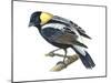 Bobolink (Dolochonyx Oryzivorus), Birds-Encyclopaedia Britannica-Mounted Art Print