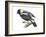 Bobolink (Dolochonyx Oryzivorus), Birds-Encyclopaedia Britannica-Framed Art Print