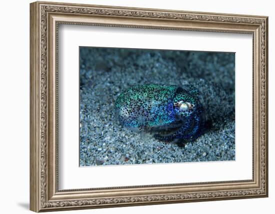 Bobtail squid on the seabed, Komodo National Park, Indonesia-Franco Banfi-Framed Photographic Print