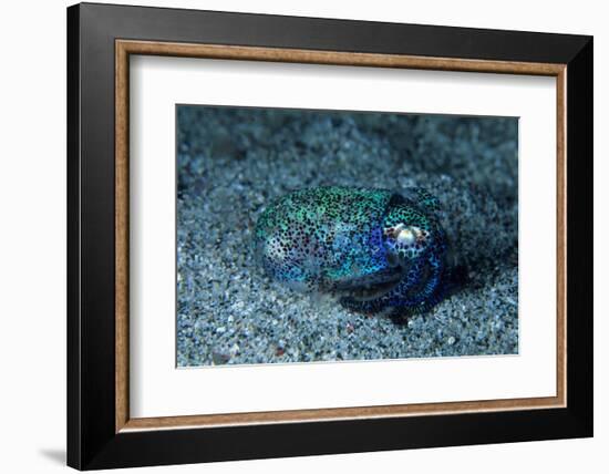 Bobtail squid on the seabed, Komodo National Park, Indonesia-Franco Banfi-Framed Photographic Print