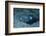 Bobtail squid on the seabed, Komodo National Park, Indonesia-Franco Banfi-Framed Photographic Print