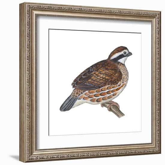 Bobwhite (Colinus Virginianus), Birds-Encyclopaedia Britannica-Framed Art Print