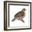 Bobwhite (Colinus Virginianus), Birds-Encyclopaedia Britannica-Framed Art Print