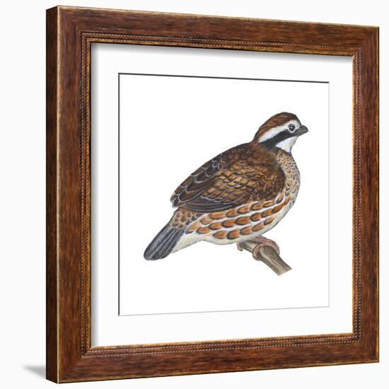 Bobwhite (Colinus Virginianus), Birds-Encyclopaedia Britannica-Framed Art Print