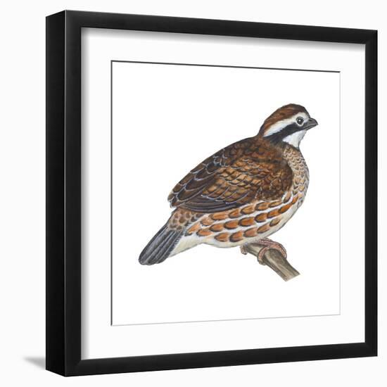 Bobwhite (Colinus Virginianus), Birds-Encyclopaedia Britannica-Framed Art Print