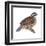 Bobwhite (Colinus Virginianus), Birds-Encyclopaedia Britannica-Framed Art Print