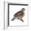 Bobwhite (Colinus Virginianus), Birds-Encyclopaedia Britannica-Framed Art Print