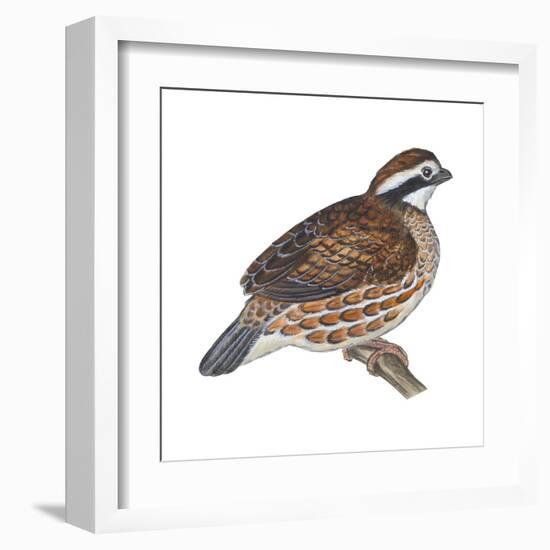 Bobwhite (Colinus Virginianus), Birds-Encyclopaedia Britannica-Framed Art Print