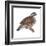 Bobwhite (Colinus Virginianus), Birds-Encyclopaedia Britannica-Framed Art Print