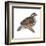 Bobwhite (Colinus Virginianus), Birds-Encyclopaedia Britannica-Framed Art Print