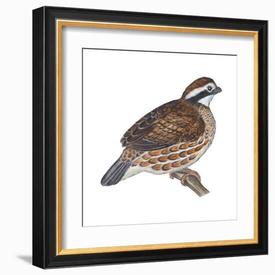 Bobwhite (Colinus Virginianus), Birds-Encyclopaedia Britannica-Framed Art Print