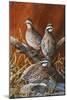 Bobwhite Trio 4-Trevor V. Swanson-Mounted Giclee Print