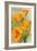 Bodega Bay, California - Poppy-Lantern Press-Framed Art Print