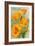 Bodega Bay, California - Poppy-Lantern Press-Framed Art Print